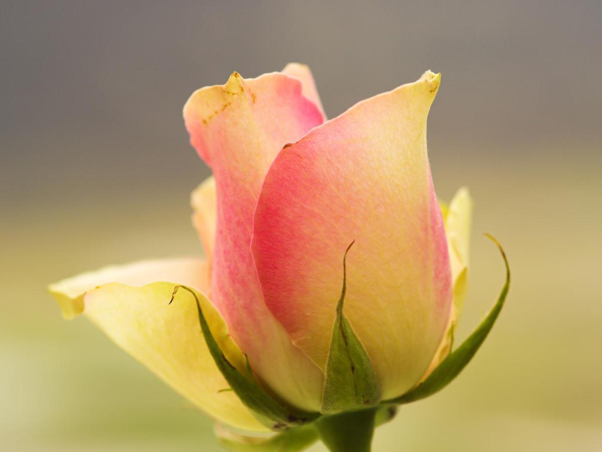 Herberge Zur Rose Brotterode Eksteriør bilde
